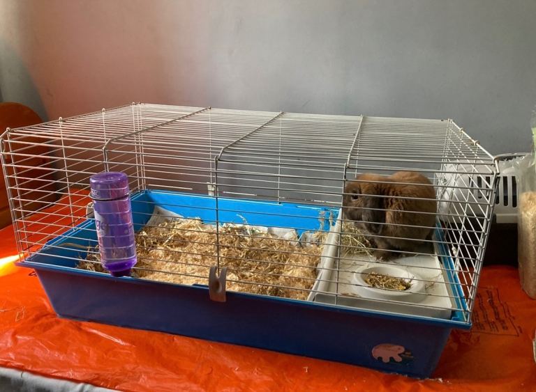 Rabbit Cage