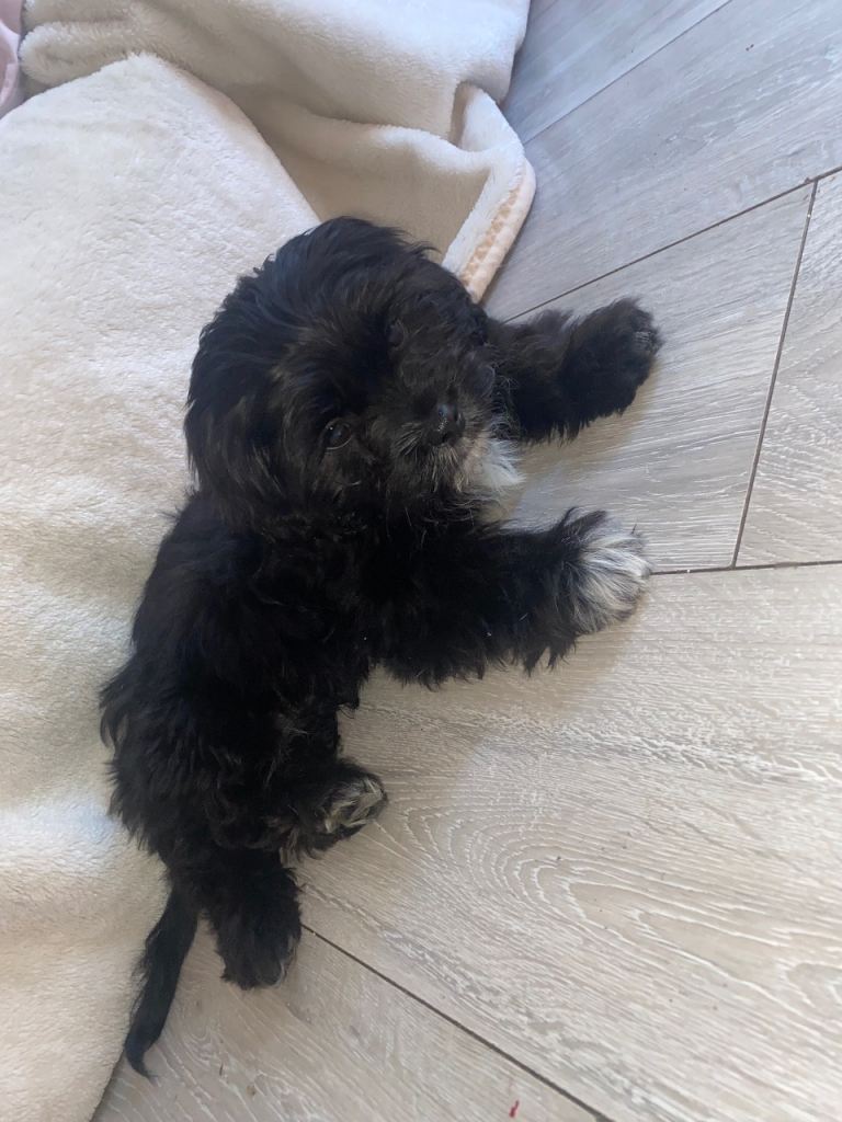 King Charles spaniel Puppy 