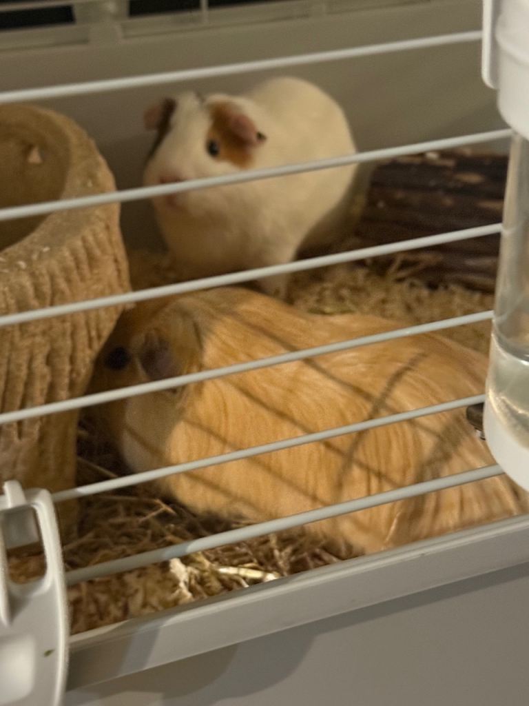 2 males guinea pigs
