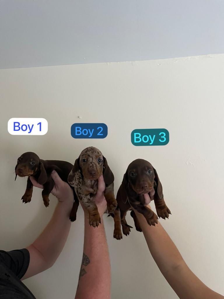 Dachshund