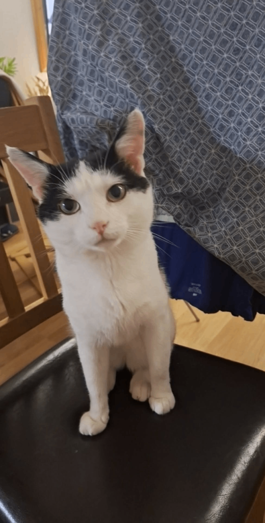 Cat looking for new home