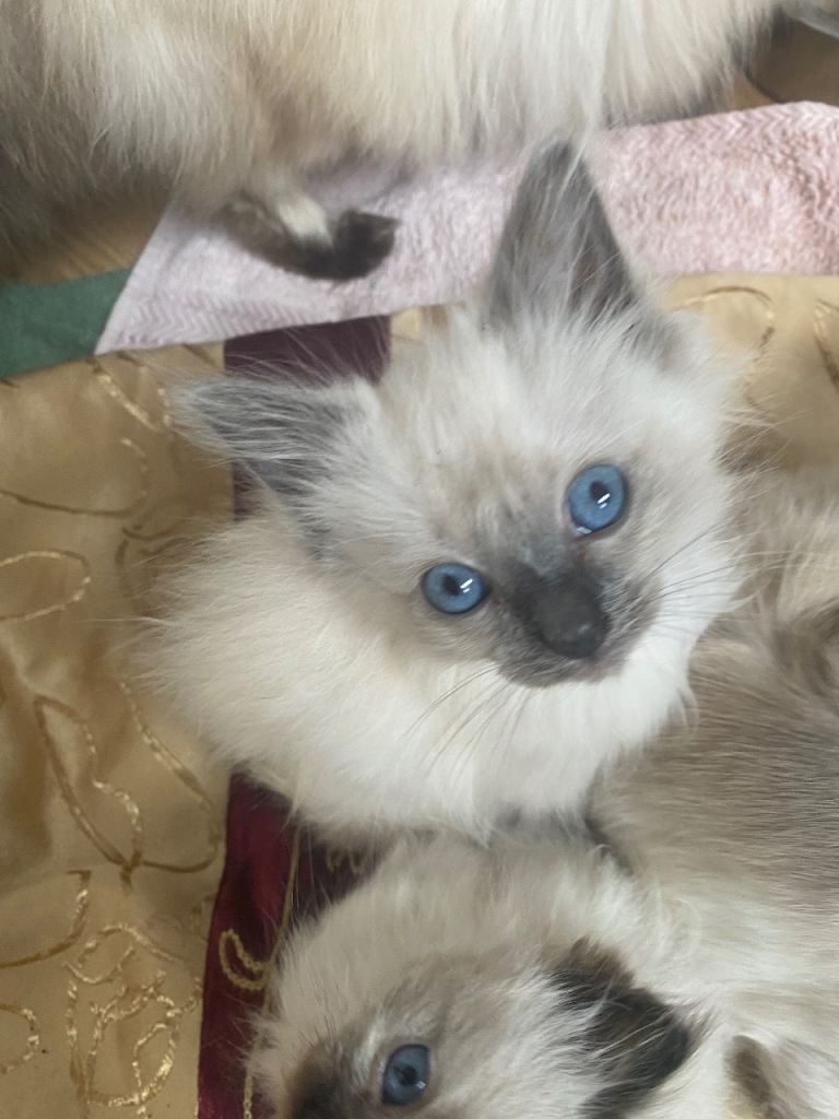 Birman Blue Point boy kittens