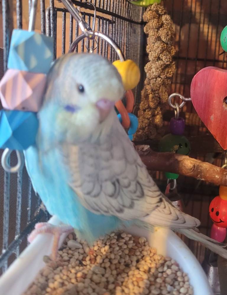Baby Budgies (no offers)