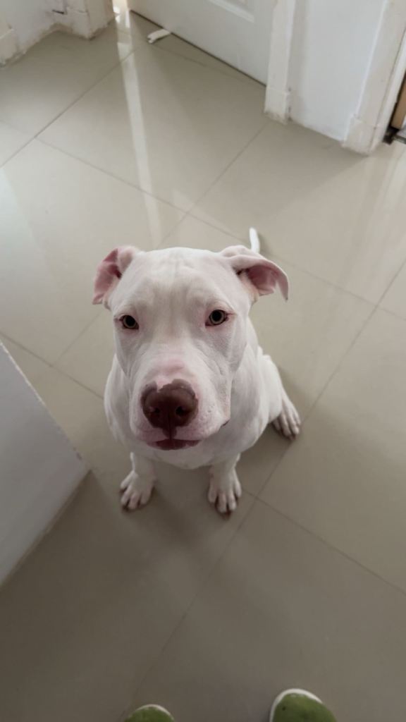Cane Corso x Amstaff