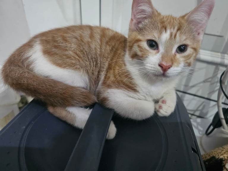 Kittens for rehoming 