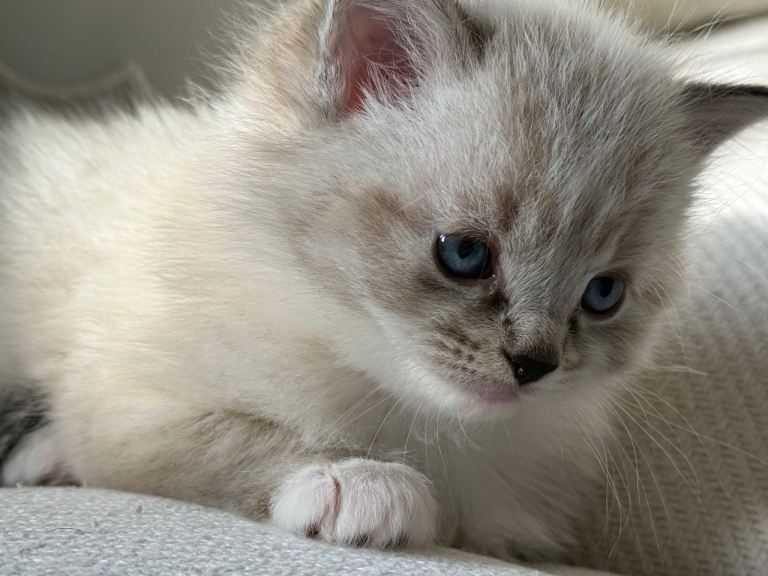 Unique ragdoll kittens 