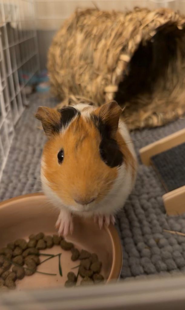 Baby Boar Guinea Pig (Male) Tri-Colour Boy