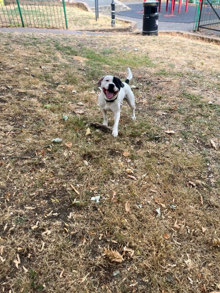 8 Month Old Staff Puppy 