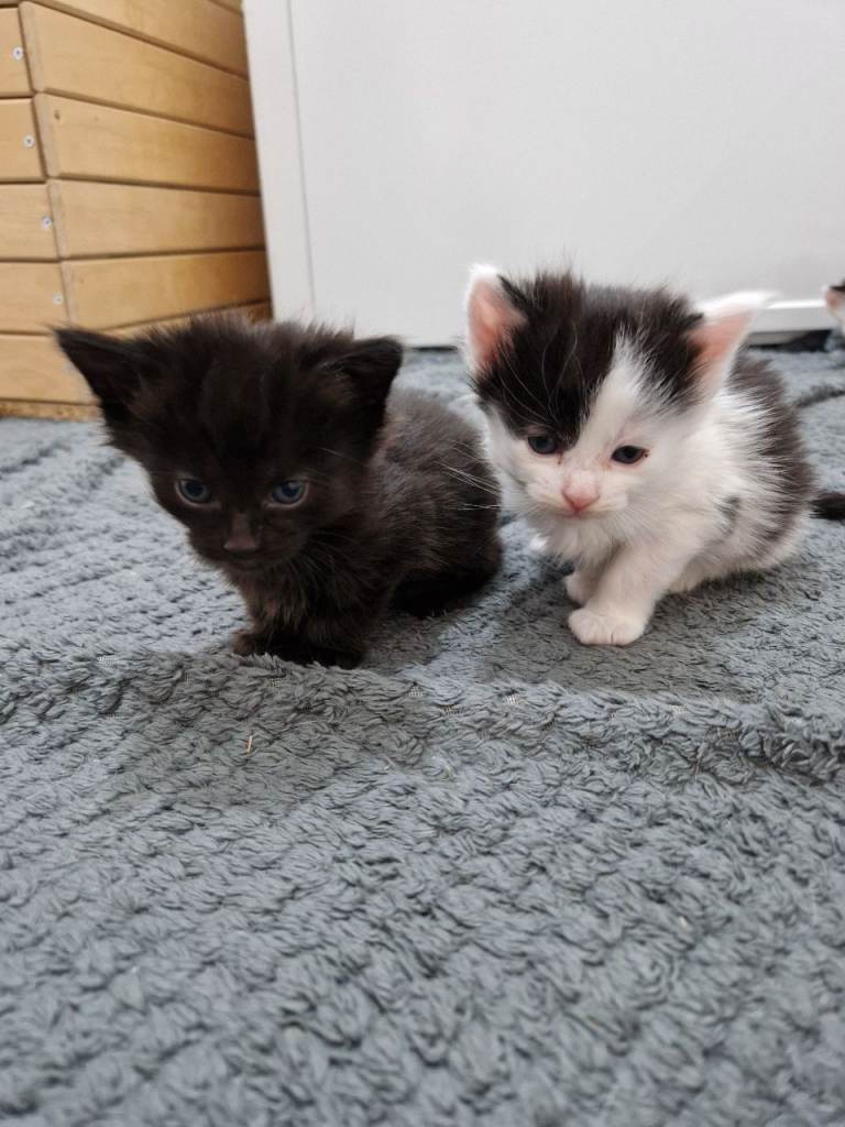 Stunning Black & White and Black Kittens – Ready 30th October