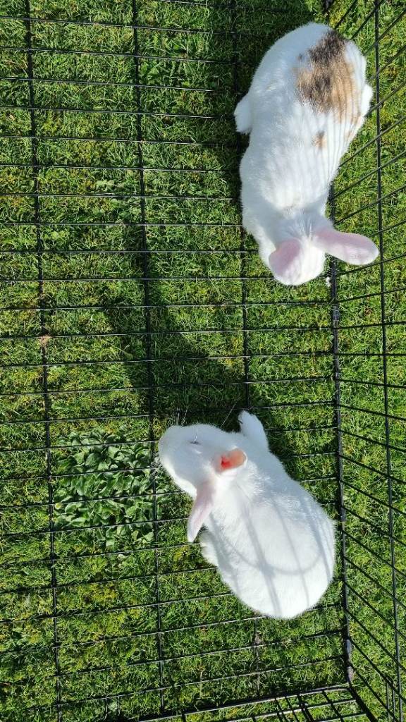 Baby  Rabbits for Sale 