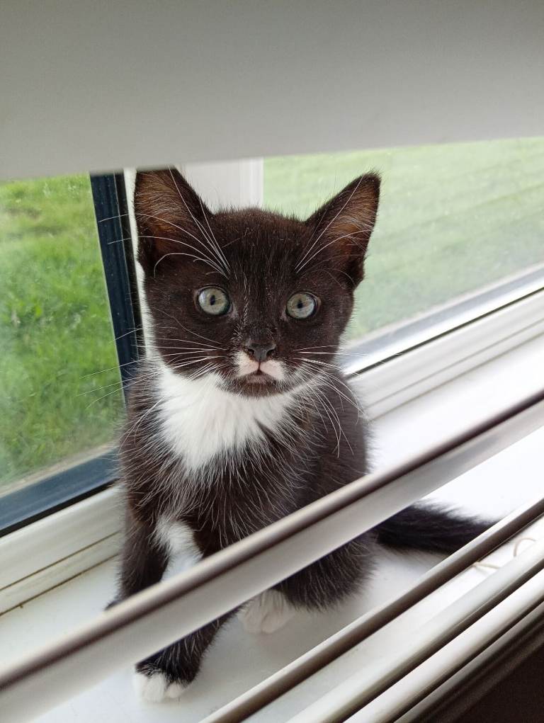 Main coons cross ready for forever homes