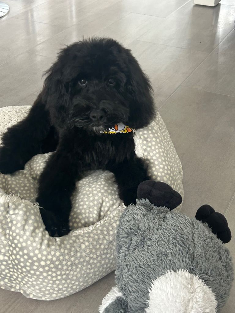 Black Cockapoo