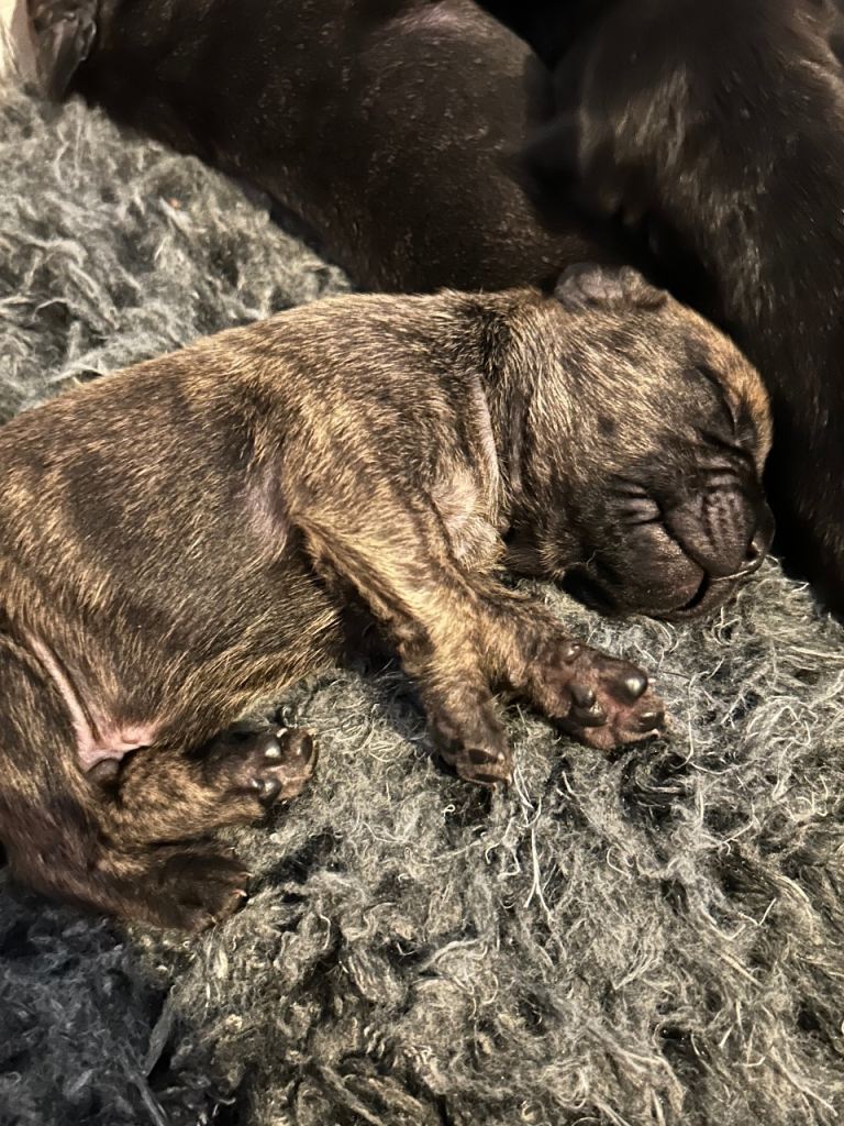 French Bulldog x Staffordshire Pups