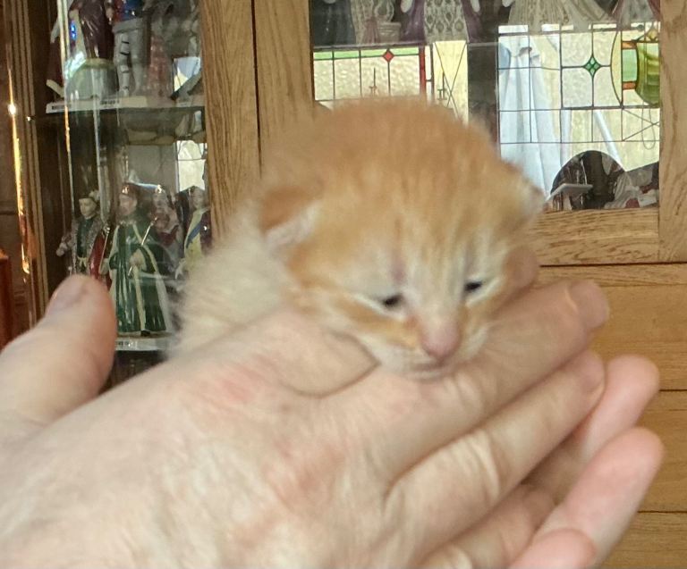 Beautiful Ginger Kitten for sale