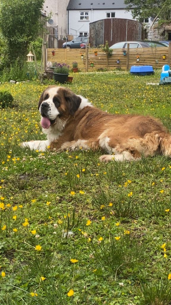 St Bernard 