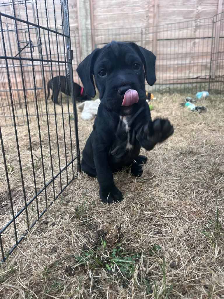 Sprocker Spaniel x Frenchie-Pei puppies