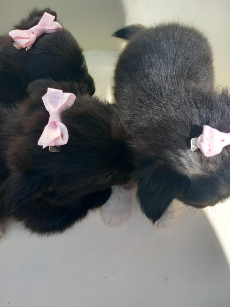Fur babies looking forever homes 