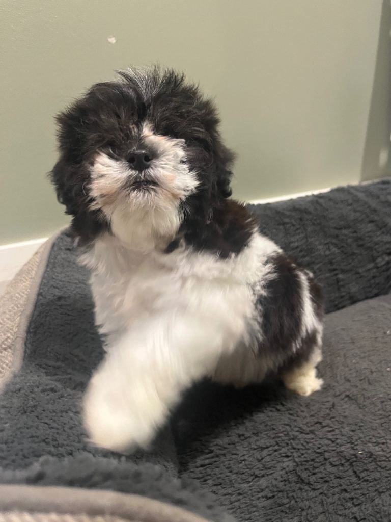 Cavapoo puppy