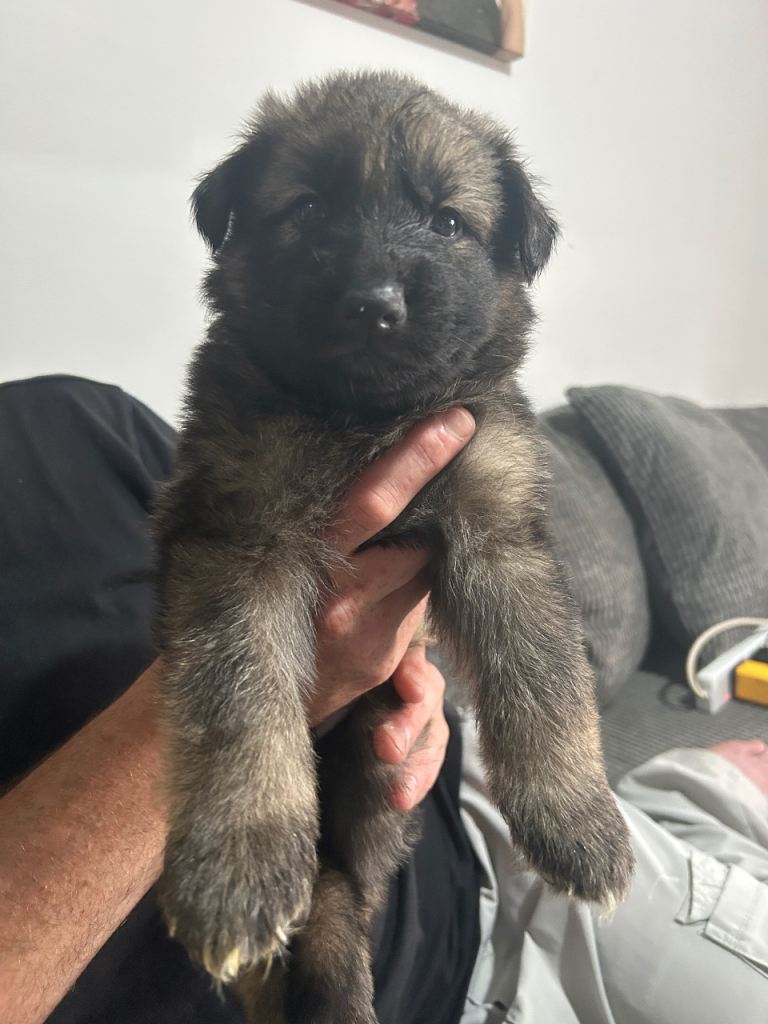 5 long haired German Shepard