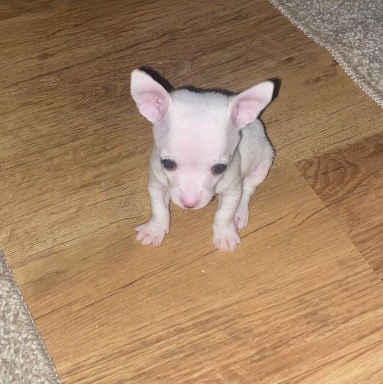 Three Chihuahua puppys