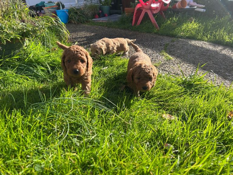Cockapoo Puppys 