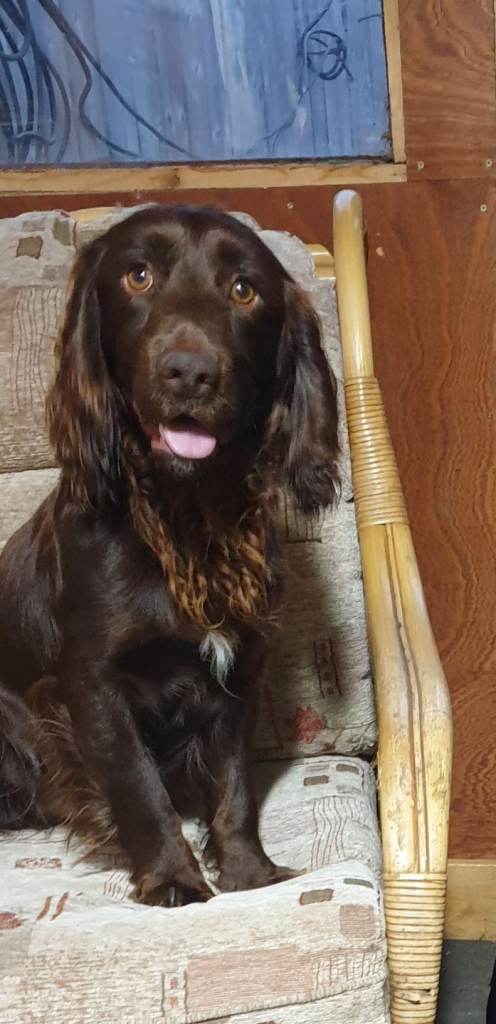 Cocker spaniel
