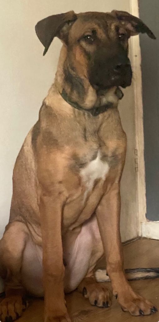 Cane corso X Mali 