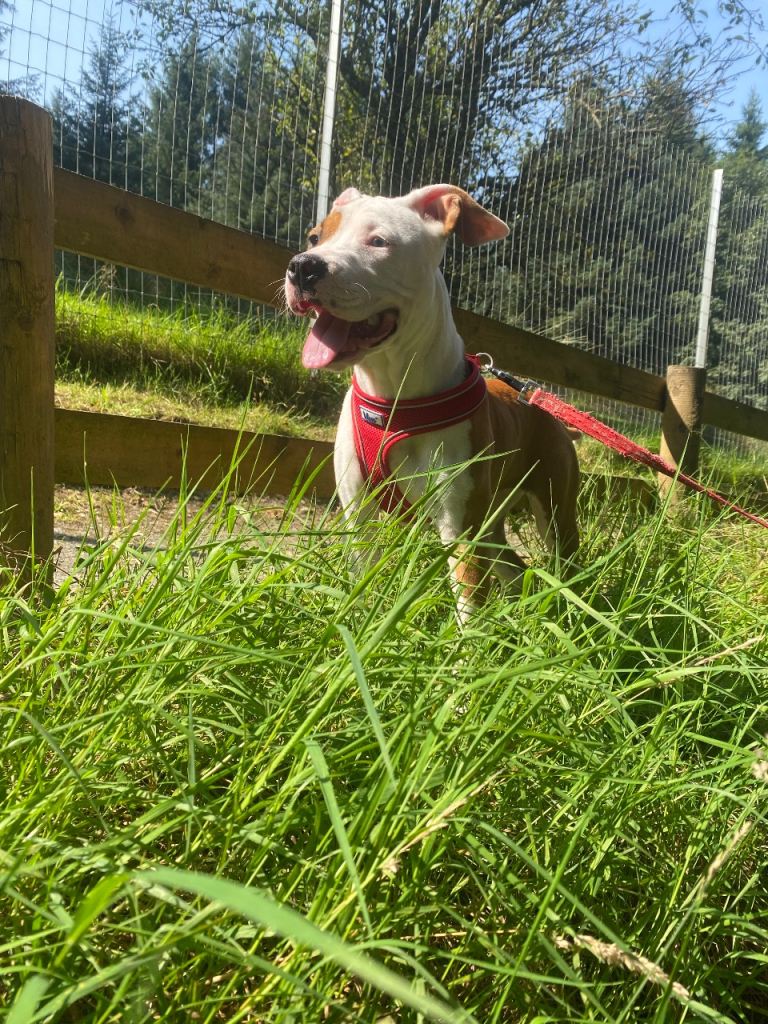 image for Staffordshire bull terrier 