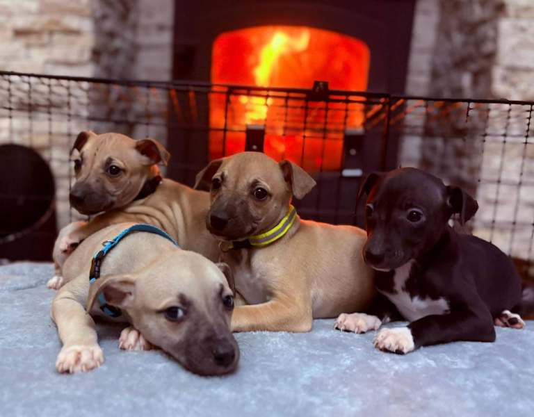 Whippet pups 