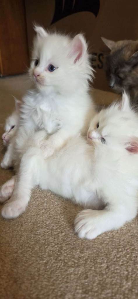 polydactyl Maine coon kittens cross for pet sale