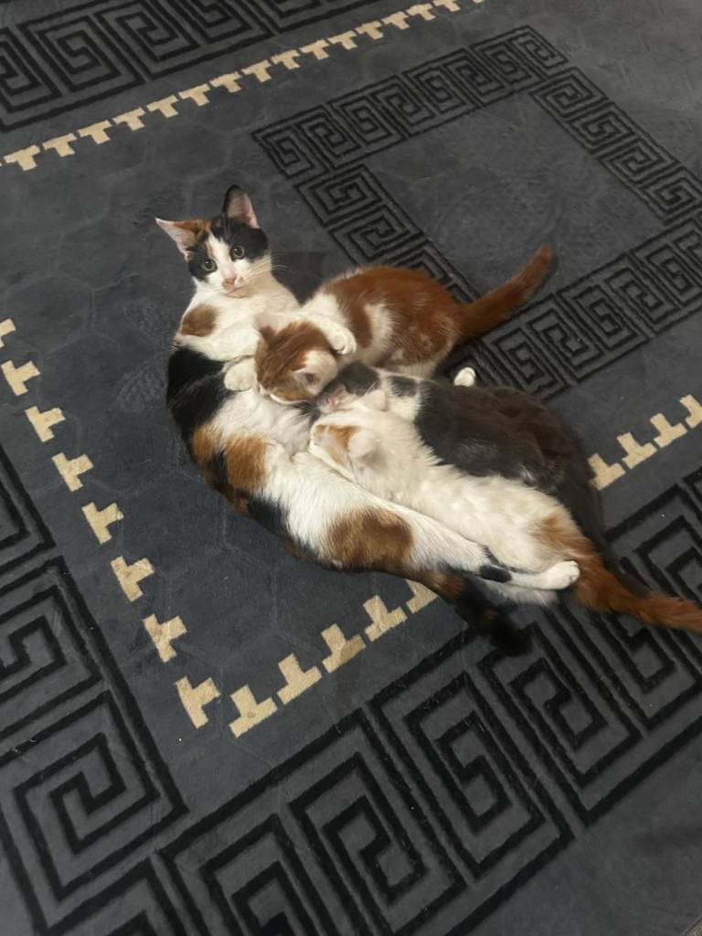 Mixed kitten for sale