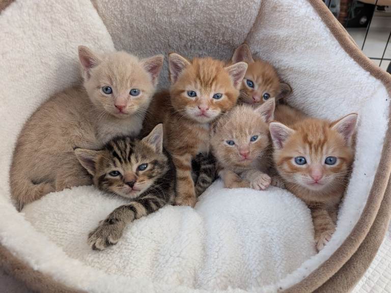 Kittens for sale 
