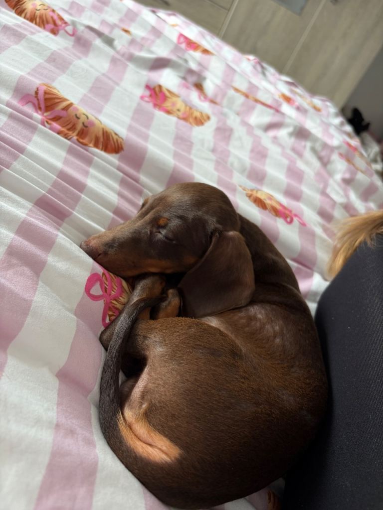 10 week old - Chocolate and Tan Miniature Dachshund
