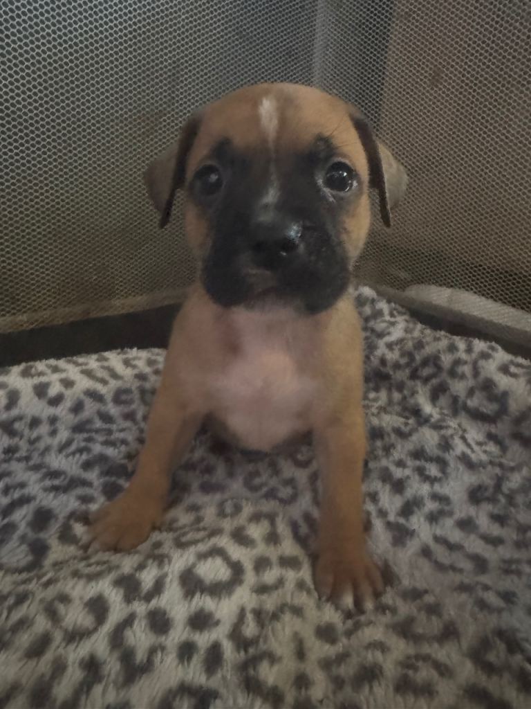Staffy puppies ready for forever homes now