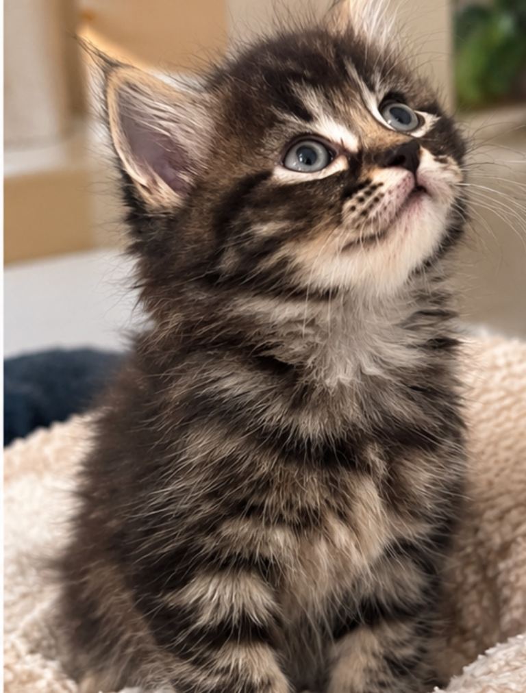 Cute kittens 