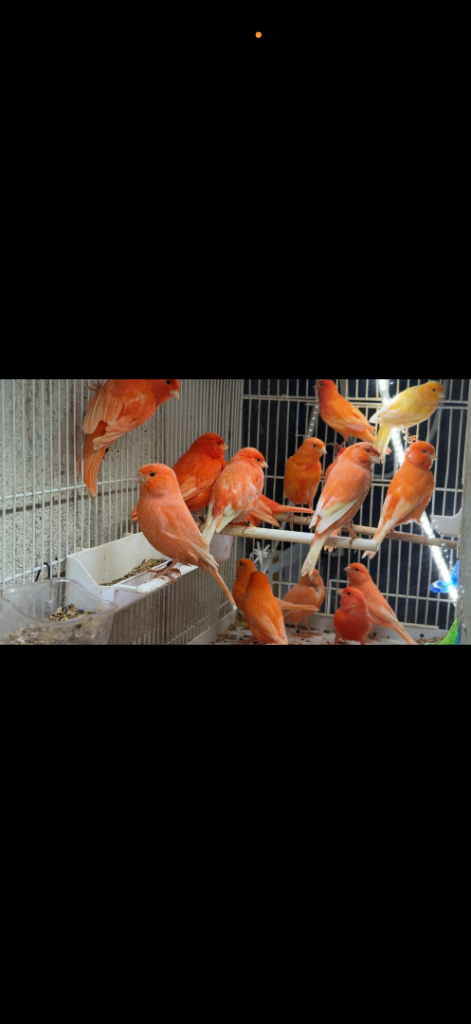 Canaries for sale 