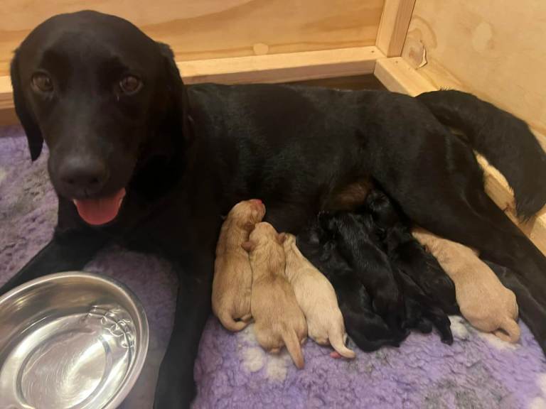 Labrador puppies