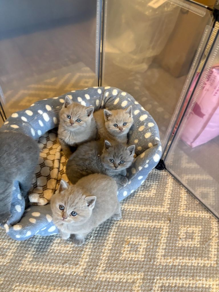 TICA registered British shorthair kittens 