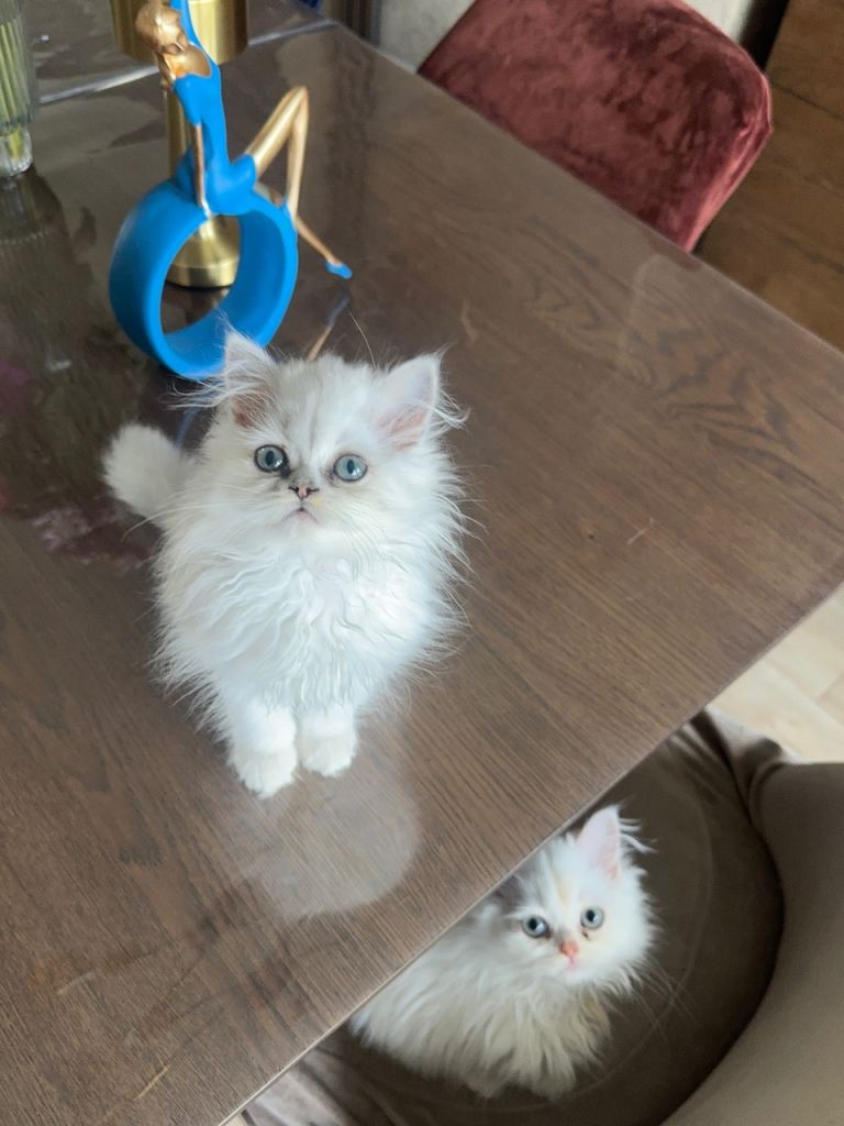 Adorable Persian kitten 