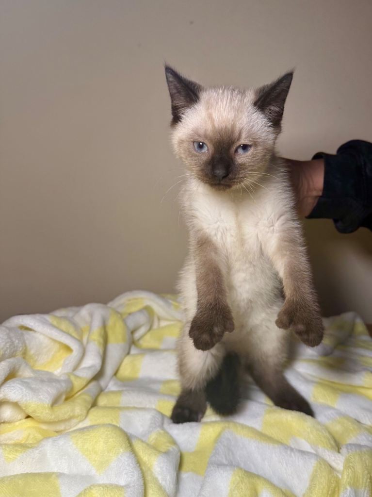 Beautiful Ragdoll Mix Kittens- Ready for forever homes!🐾💓