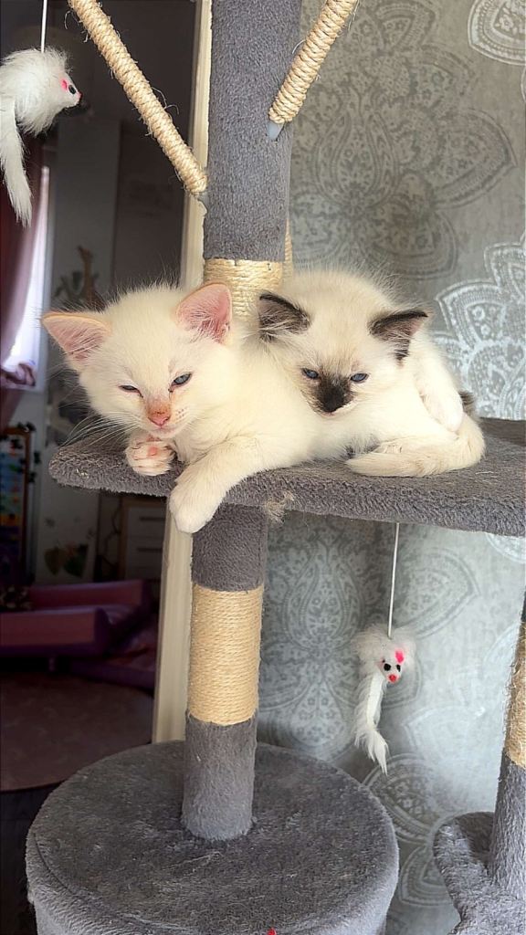 Blue mitted ragdoll kittens 