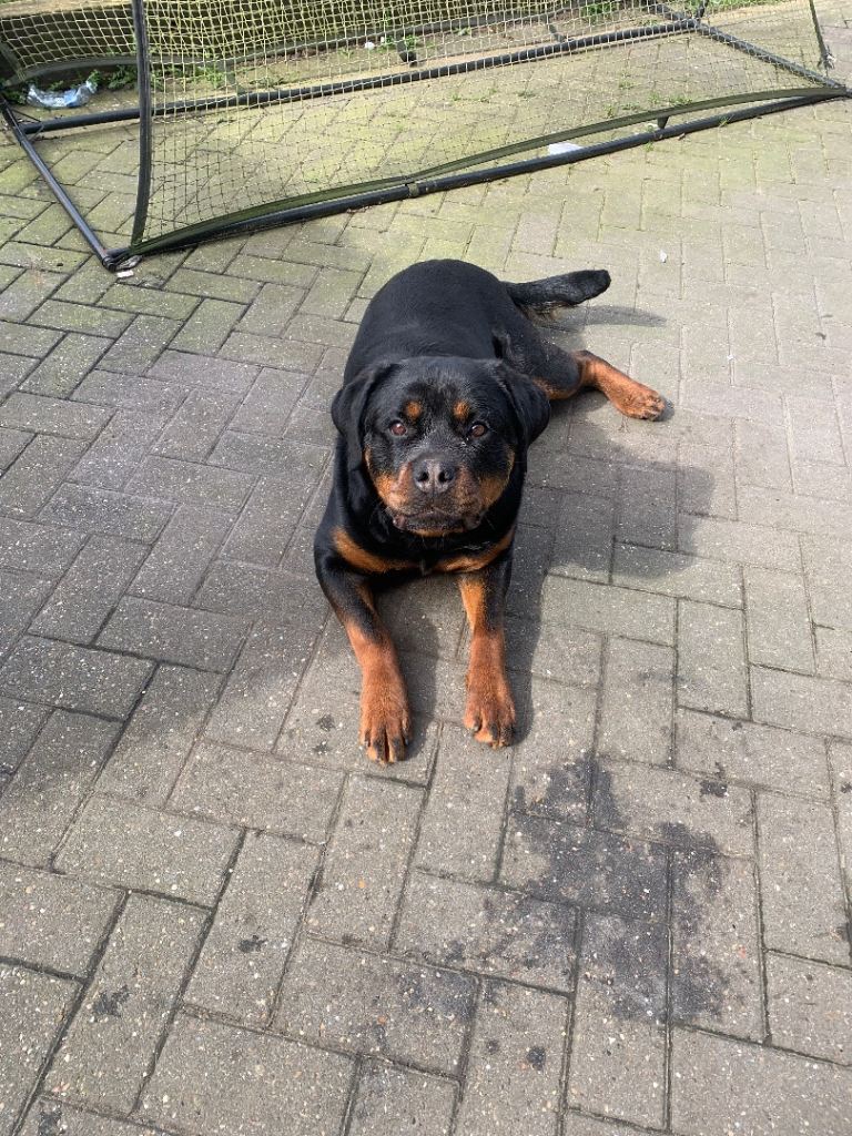 Girl Rottweiler needs a home 