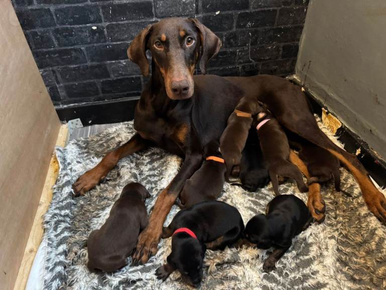 doberman