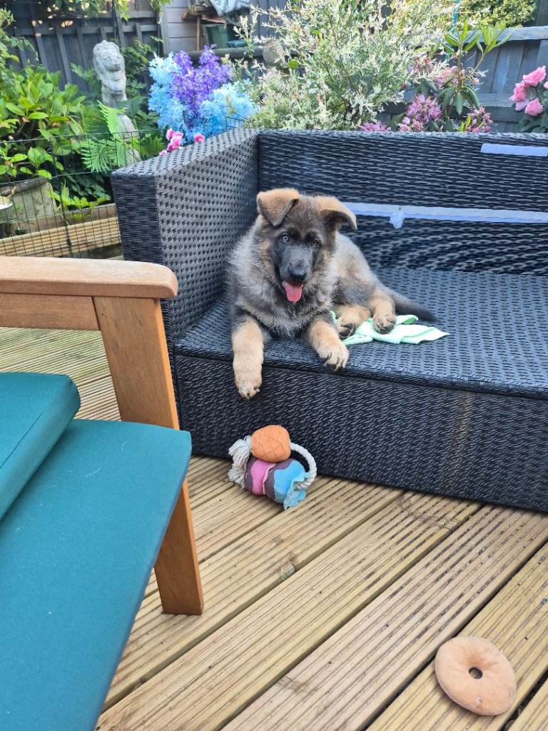 Germanshepard girl pup