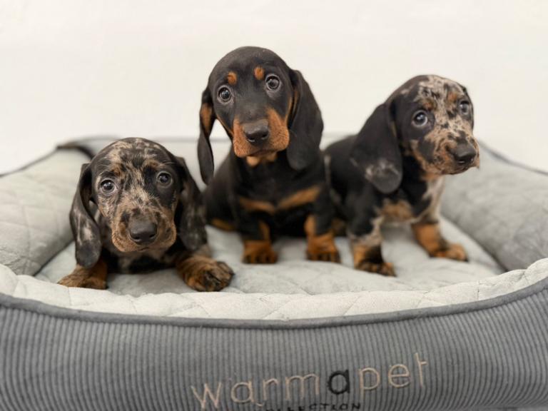 Miniature Dachshund puppies 