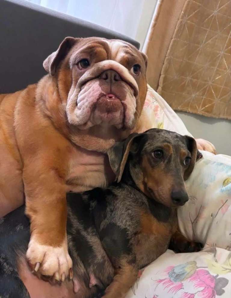 Female English Bulldog