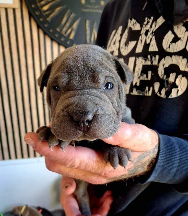Staffy x sharpei 