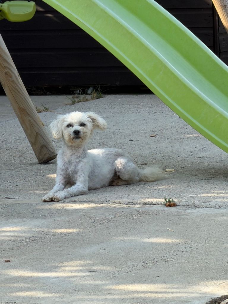 Miniature poodle & Maltipoo bitches 