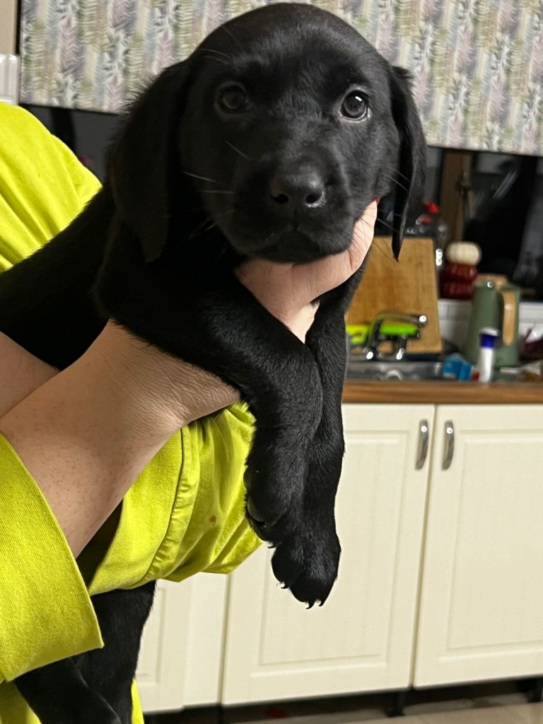 Black Lab pups From Liskoney fun fenella 