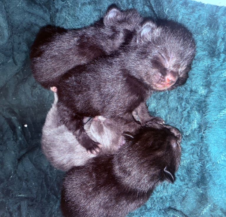 Mixed breed kittens 